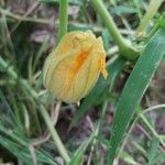Cucurbita ficifolia Λουλούδι