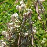 Himantoglossum hircinum Flor