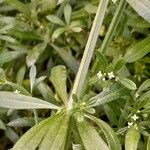 Galium aparine Rhisgl