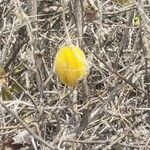 Cucumis dipsaceus Fruit