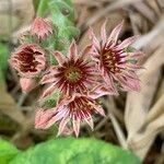 Sempervivum tectorumÕis