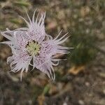 Dianthus broteri Flower