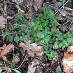 Moehringia trinervia Leaf