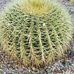 Ferocactus cylindraceus Leaf