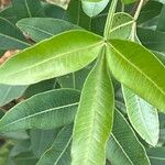 Lithraea molleoides Hoja