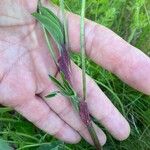 Trifolium pratense Листок