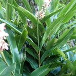 Alpinia zerumbet Hostoa