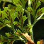 Asplenium cuneifolium Fruit