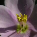 Osbeckia nutans Flower