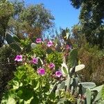 Pelargonium cucullatum Blomst