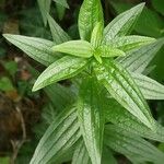 Galium rubioides Ліст