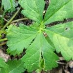 Potentilla anglica Foglia