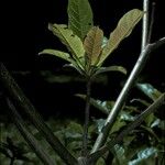 Terminalia ivorensis Hoditra