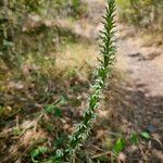 Platanthera elegans Fiore