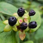 Hypericum androsaemum Owoc