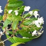 Begonia estrellensis