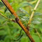 Spiraea salicifolia Bark