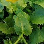 Doronicum pardalianches Ліст