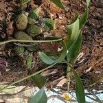 Encyclia cordigera Yaprak