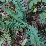 Polystichum acrostichoides Leaf