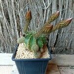 Echinopsis oxygona List