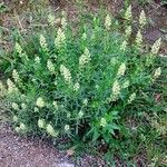 Reseda lutea Hábito