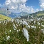 Eriophorum angustifolium ഫലം