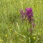 Anacamptis laxiflora Blomst