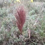 Bromus rubens Flower