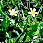 Oxalis corniculata Blomma