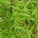 Symphyotrichum ericoides Lapas