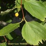 Celtis koraiensis Frucht