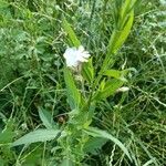 Silene latifoliaFlower