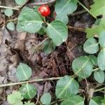 Mitchella repens Leaf