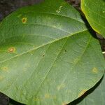 Erythrina globocalyx Lapas