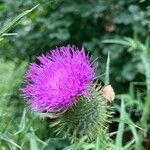 Cirsium vulgareBlomst