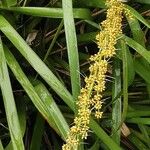 Lomandra longifolia Flor