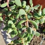 Crassula rogersii Yaprak