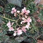 Begonia imperialis Λουλούδι