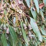 Eucalyptus urnigera 叶