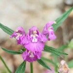 Galeopsis ladanum Fiore