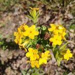 Lithospermum canescens Flower
