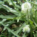 Hypochaeris robertia Fruto