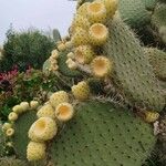 Opuntia leucotricha Frucht