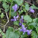 Viola hirta 整株植物