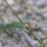 Sanguisorba verrucosa Žiedas