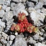 Sedum atratum Buveinė