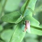 Sabatia angularis Blad