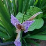 Iris foetidissimaFlower