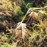 Themeda triandra Blüte